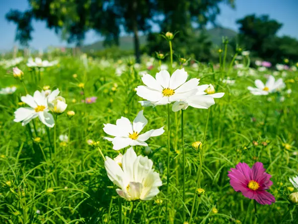 งดอกไม กรวาลส ขาวและส ชมพ นหล งของส ยวภายใต องฟ ดเจน — ภาพถ่ายสต็อก