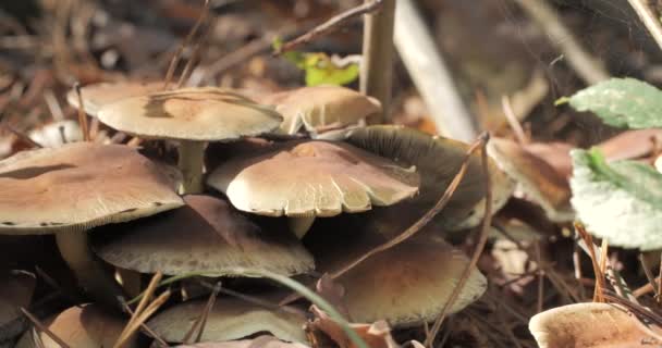 Mushrooms Wild Forest Autumn Season Close Moving Camera — Stock Video