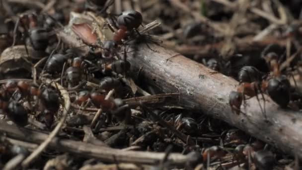 개미집에 개미들의 개미들로 개미집 매크로 — 비디오