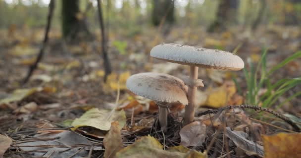 秋天的时候 森林里的阳伞蘑菇 Macrolepiota Procera Close Moving Camera — 图库视频影像