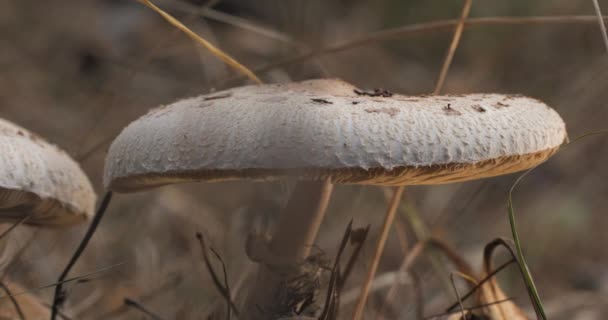 秋天的时候 森林里的阳伞蘑菇 Macrolepiota Procera Close Moving Camera — 图库视频影像