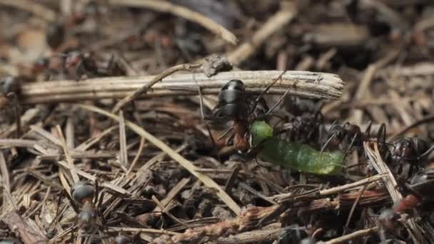 Mrówki Zaciągają Gąsienicę Mrowiska Praca Życie Leśnych Mrówek Mrowisku Mrowisko — Wideo stockowe