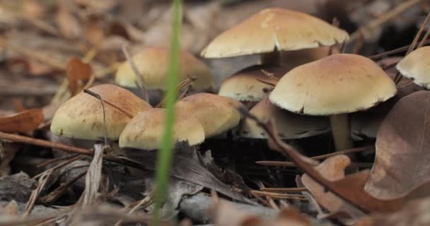 Houby Divokém Lese Podzimní Sezóně Detailní Záběr Pohyblivá Kamera — Stock video