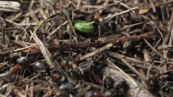 Karıncalar Tırtılı Karınca Yuvasına Sürüklüyor Karınca Yuvasında Orman Karıncalarının Hayatı — Stok video