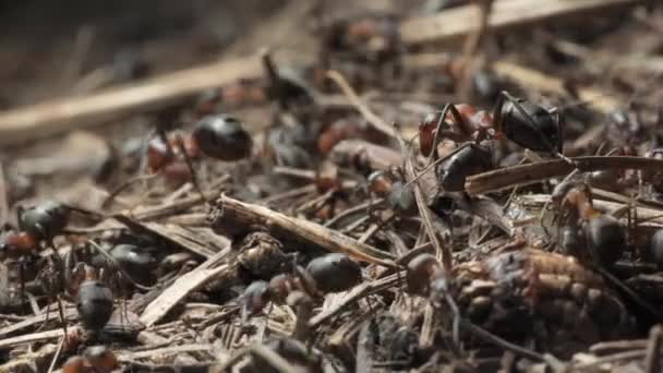 Práce Život Lesních Mravenců Mraveništi Mraveniště Hemží Mravenci Natočeno Zblízka — Stock video