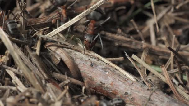 Trabalho Vida Formigas Florestais Formigueiro Formigueiro Está Repleto Formigas Tiro — Vídeo de Stock