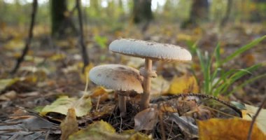 Sonbahar mevsiminde ormandaki şemsiye mantarı. Macrolepiota procera, yakın çekim, hareket eden kamera