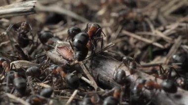 Karınca yuvasında iş ve orman karıncalarının hayatı. Karınca yuvası karınca kaynıyor, süper makro, 4K