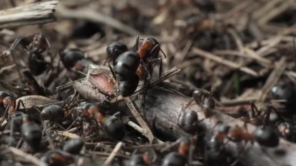 Trabajo Vida Hormigas Del Bosque Hormiguero Hormiguero Está Lleno Hormigas — Vídeos de Stock