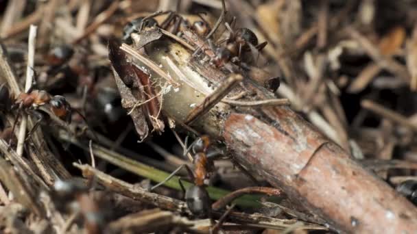 Arbeit Und Leben Von Waldameisen Einem Ameisenhaufen Der Ameisenhaufen Wimmelt — Stockvideo