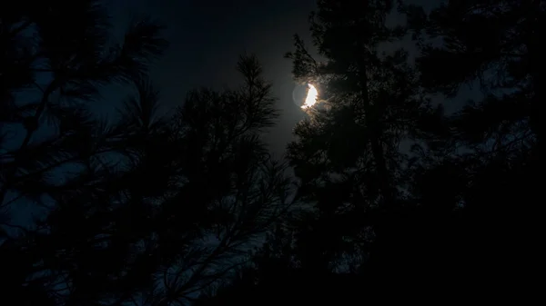 Місяць Нічному Небі Силуети Дерев — стокове фото