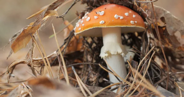 stock image Red fly agaric in the forest close-up. Fly agaric in a coniferous forest