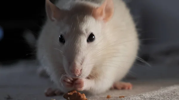 Zbliżenie Domowego Białego Szczura Jedzącego Nasiona — Zdjęcie stockowe