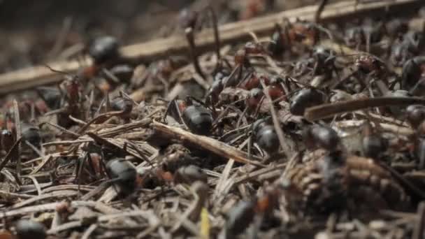 Práce Život Lesních Mravenců Mraveništi Mraveniště Hemží Mravenci Natočeno Zblízka — Stock video