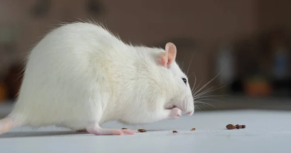 Close Domestic White Rat Eating Seeds — Stock Photo, Image