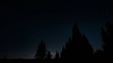 Gece gökyüzündeki yıldızlar ağaç siluetlerinin üzerinde. Büyük Ayı takımyıldızı açıkça görülüyor..
