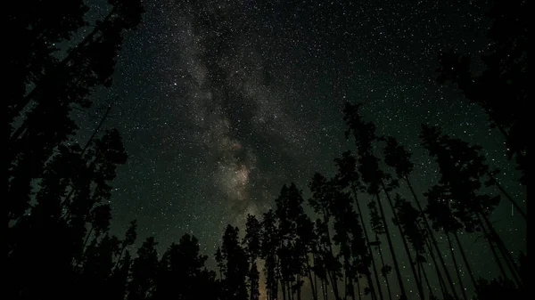 Galaxia Vía Láctea Sobre Las Siluetas Los Árboles Fondo Nocturno — Foto de Stock