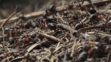 Karınca yuvasında iş ve orman karıncalarının hayatı. Karınca yuvası karıncalarla kaynıyor, yakın çekim..