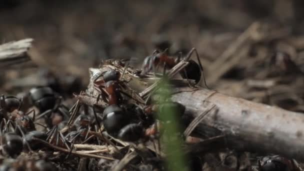 Trabalho Vida Formigas Florestais Formigueiro Formigueiro Está Repleto Formigas Tiro — Vídeo de Stock