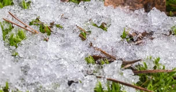 溶融雪の時間経過下に緑の苔と緑の草を明らかにする 冬から春にかけての季節変化 — ストック動画