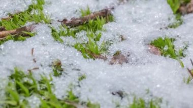 Macro time-lapse shot of shiny particles of melting snow and open green grass and leaves. Change of season from winter to spring in the forest.
