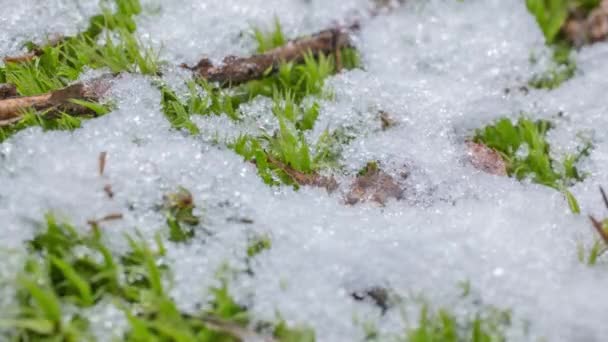 Macro Time Lapse Shot Shiny Particles Melting Snow Open Green — Video Stock