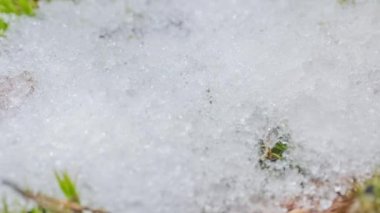 Macro time-lapse shot of shiny particles of melting snow and open green grass and leaves. Change of season from winter to spring in the forest.