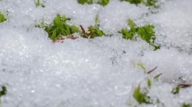 Macro time-lapse shot of shiny particles of melting snow and open green grass and leaf. Change of season from winter to spring in the forest.