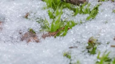 Macro time-lapse shot of shiny particles of melting snow and open green grass and leaf. Change of season from winter to spring in the forest.