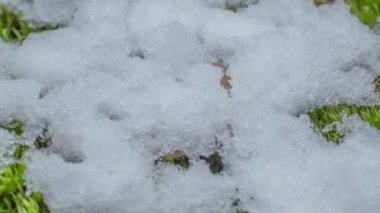 Macro time-lapse shot of shiny particles of melting snow and open green grass and leaf. Change of season from winter to spring in the forest.