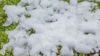 Macro time-lapse shot of shiny particles of melting snow and open green grass and leaf. Change of season from winter to spring in the forest.