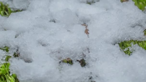 Macro Time Lapse Shot Shiny Particles Melting Snow Open Green — 图库视频影像