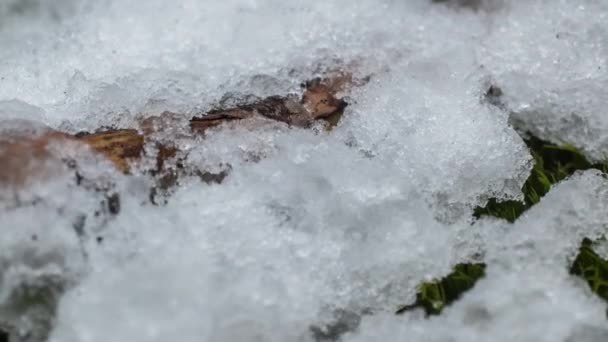 Macro Time Lapse Shot Shiny Particles Melting Snow Open Green — Wideo stockowe