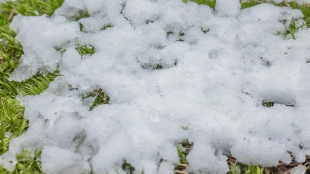Macro Time Lapse Shot Shiny Particles Melting Snow Open Green — Vídeo de stock