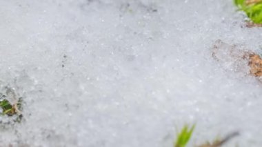 Macro time-lapse shot of shiny particles of melting snow and open green grass and leaves. Change of season from winter to spring in the forest.