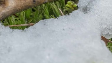 Macro time-lapse shot of shiny particles of melting snow and open green grass and leaf. Change of season from winter to spring in the forest.