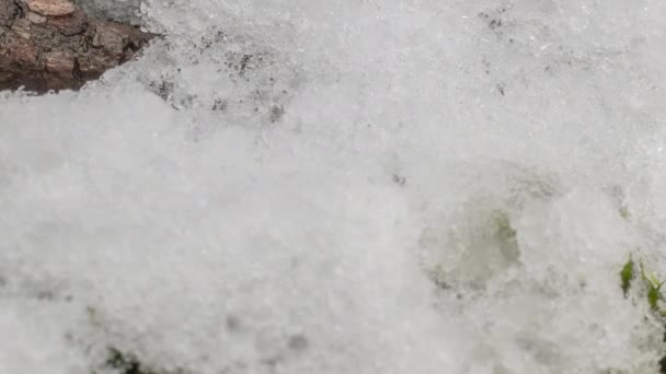 雪地融化 绿草和枝条张开 闪烁着闪光的微光 森林里季节从冬天到春天的变化 — 图库视频影像