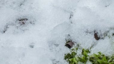 Yavaş çekim, eriyen kar taneciklerinin sıvı suya dönüşmesi ve yeşil çimenleri, mermileri ve makineli tüfek mermilerini ortaya çıkarması..