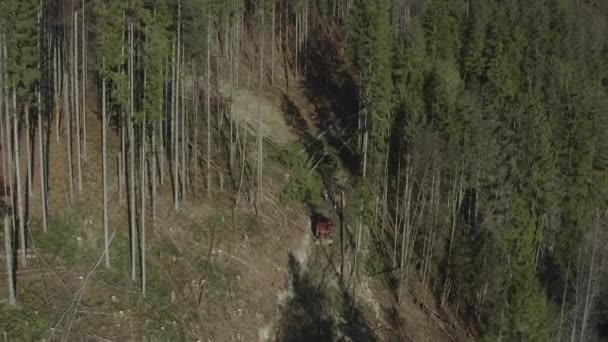 Полет Над Бригадой Лесорубов Вырубающих Лес Вырубка Лесов Пиломатериалов Разрушение — стоковое видео