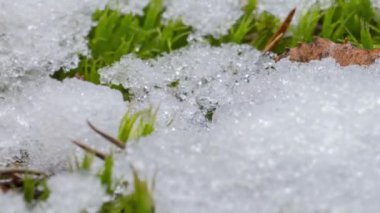 Macro time-lapse shot of shiny particles of melting snow and open green grass and leaf. Change of season from winter to spring in the forest.