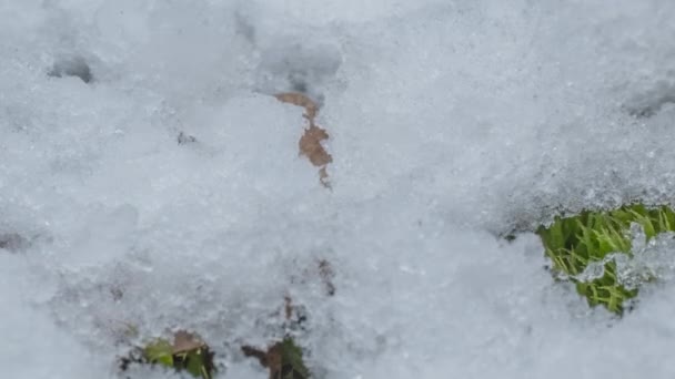 Macro Time Lapse Shot Shiny Particles Melting Snow Open Green — стоковое видео