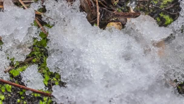 Macro Time Lapse Shot Shiny Particles Melting Snow Open Green — Stok video