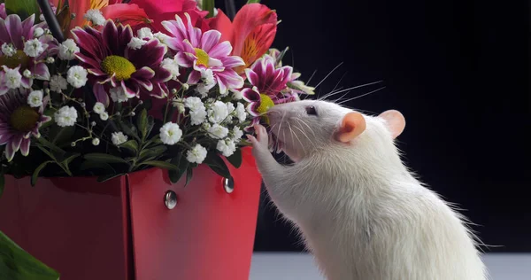 白いネズミのクローズアップ美しい花 — ストック写真