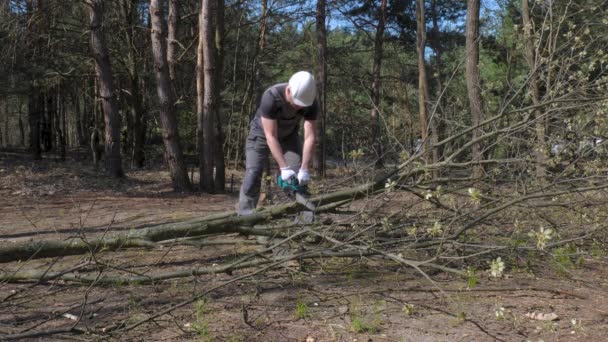 Lumberjack Sawing Tree Forest Deforestation Sawn Wood Destruction Nature Ecosystem — Stock Video