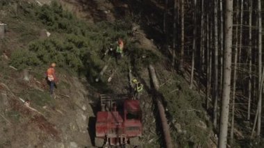 Ormanı kesen oduncu tugayının üzerinden uçacağız. Kesilmiş odun için orman tahribatı. Doğanın ve ekosistemin insanlar tarafından tahrip edilmesi. 4K