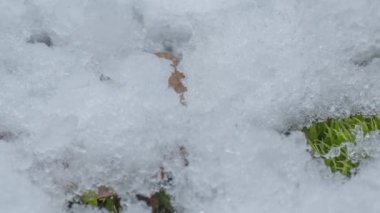Macro time-lapse shot of shiny particles of melting snow and open green grass and leaf. Change of season from winter to spring in the forest.