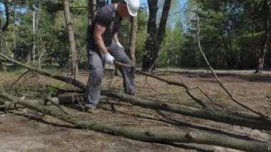 Oduncu ormanda bir ağaç kesiyor. Kesilmiş odun için orman tahribatı. Doğanın ve ekosistemin insanlar tarafından tahrip edilmesi. 4K