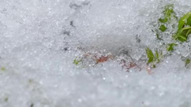 Macro time-lapse shot of shiny particles of melting snow and open green grass and branch. Change of season from winter to spring in the forest.