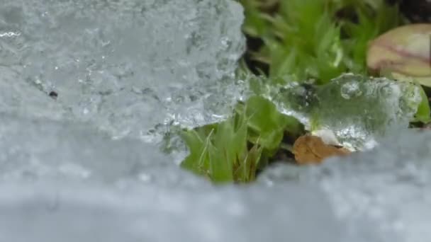 雪融和开放的绿色芽和叶子的闪光粒子的宏观时间差镜头 森林里季节从冬天到春天的变化 — 图库视频影像
