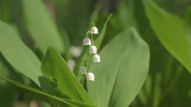 Vadideki zambak açan bahar çiçekleri. Bir bahar ormanında yetişen vadideki çiçekli Lilly 'nin baharı. Aroma çiçekleri kapanıyor. 4K UHD video
